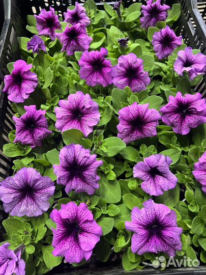 Петуния кустовая