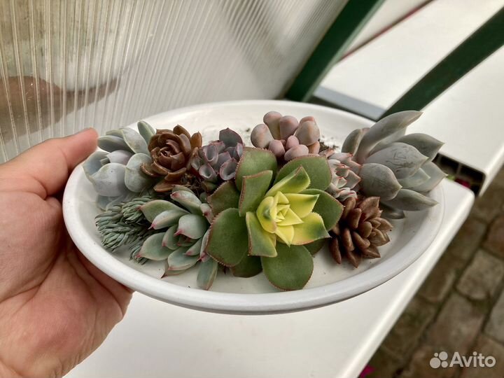 Суккуленты