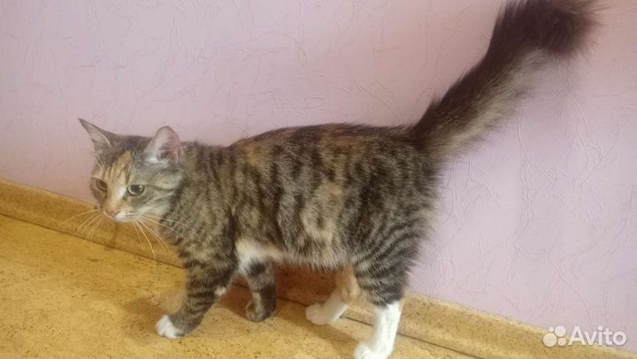 Трёхцветная кошечка на счастье