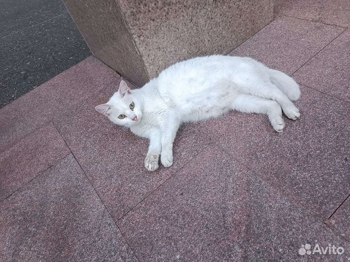 Белая кошечка