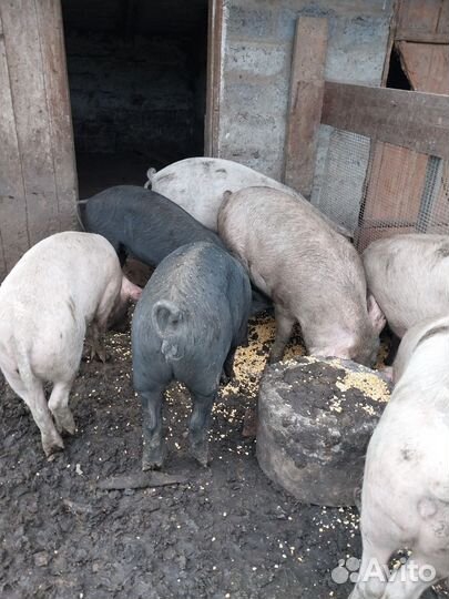 Поросенок Крупная чёрная