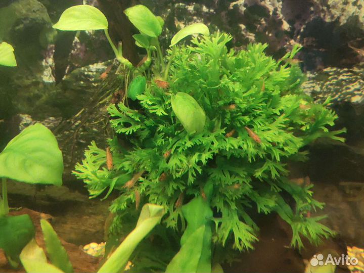 Аквариумные креветки