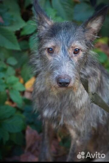 Собака в дар