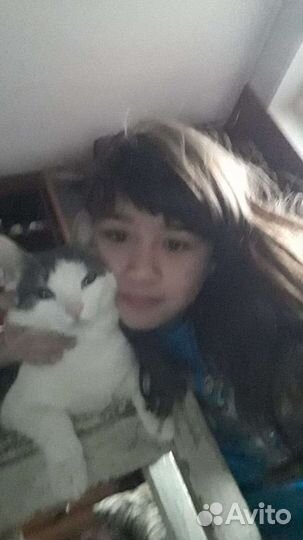 Вязка котов