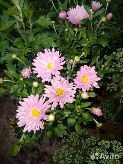 Многолетки