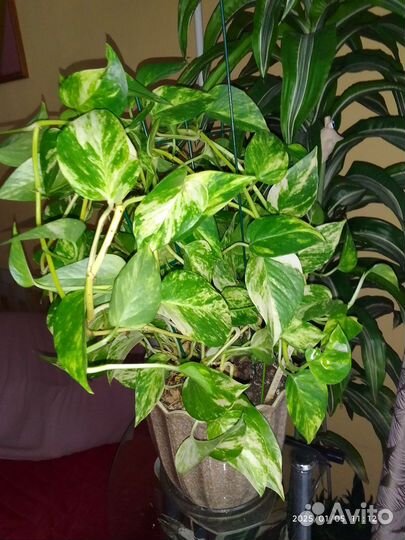 Эпипремнум