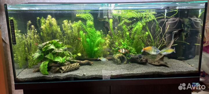 Аквариум 160л с тумбой, рыбами и растениями