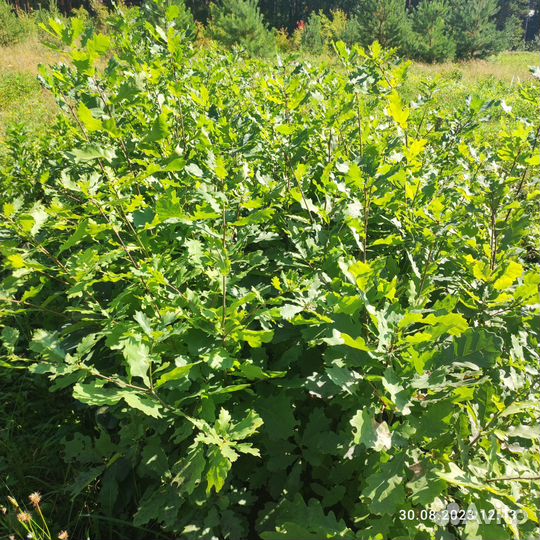 Дуб, озеленение