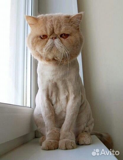 Стрижка кошек и собак с выездом на дом