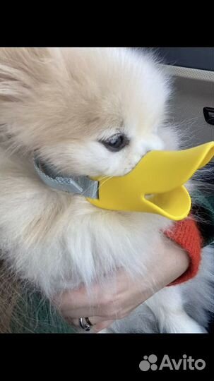 Намордник для маленькой собаки