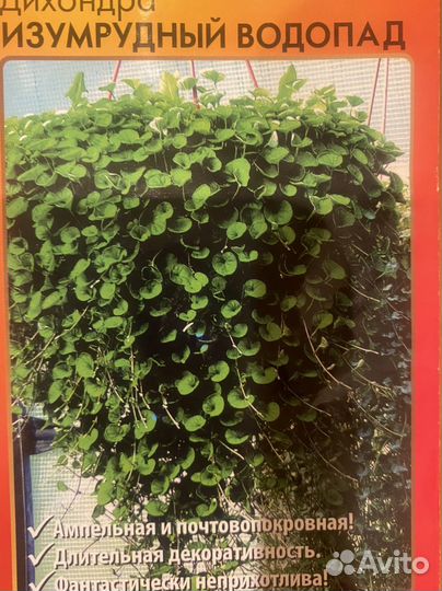 Дихондра Изумрудный водопад