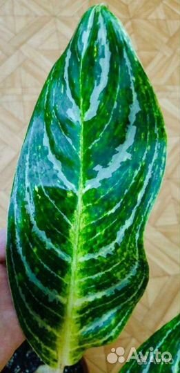 Аглаонема Кей Лайм / Aglaonema Key Lime