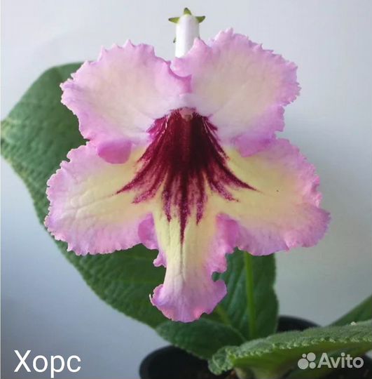 Стрептокарпусы