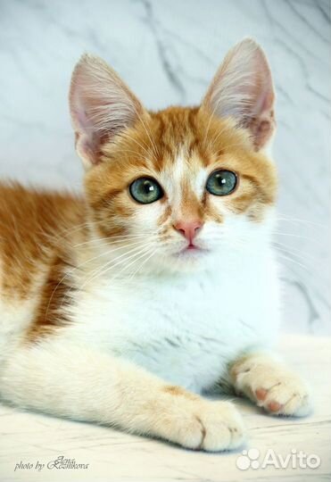 Котенок Патрик.Окрас красный мрамор. Возраст 3 мес