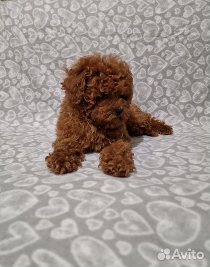 Той-пудель ред браун мальчики и девочка РКФ