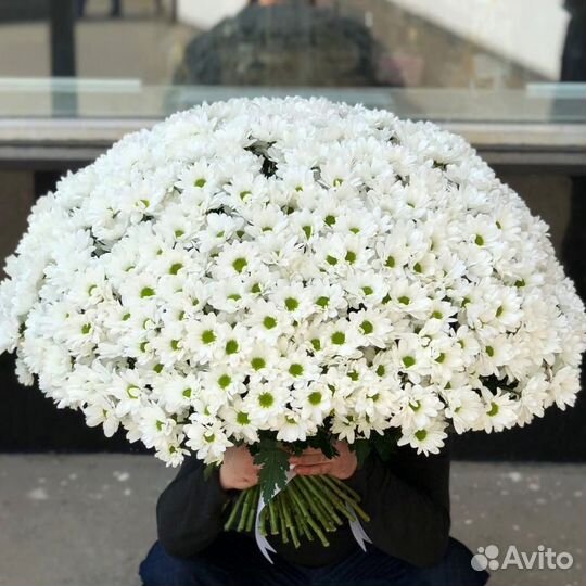 Хризантема Кустовая