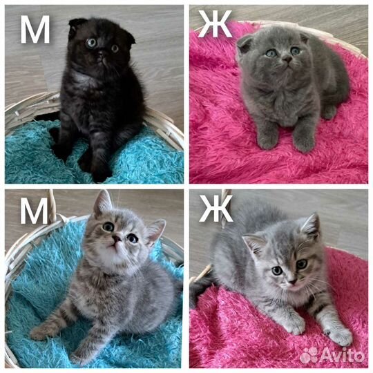 Шотландские котята