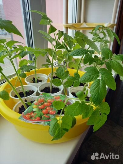 Рассада помидор/ томатов Балконное чудо