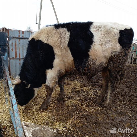 Быки на мясо на племя