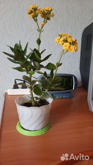 Комнатные цветы