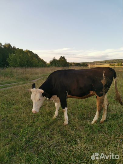 Тёлка 1 год 10 месяцев