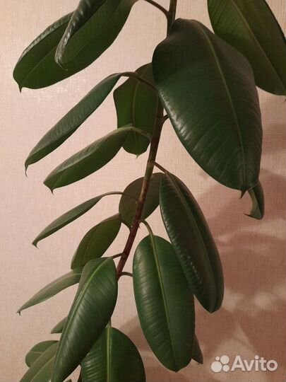 Продам цветы комнатные