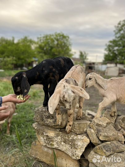 Англо-нубийские козлята