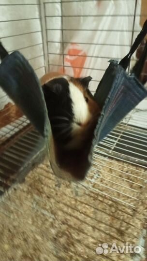 Морская свинка с клеткой бесплатно