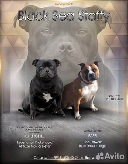 Стаффордширский бультерьер.(Щенки)