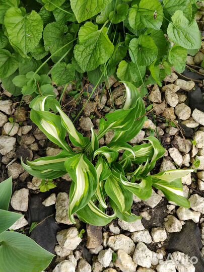 Саженцы многолетних садовых цветов