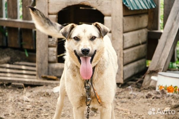 Чудесная собака