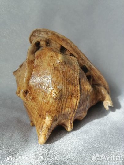 Морская раковина 18 см