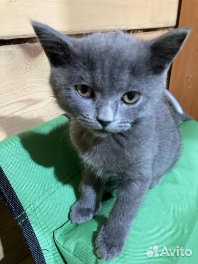 Котята В добрые руки приучены к лотку