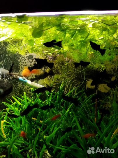 Рыбки:Молли,Мечики,Гуппи