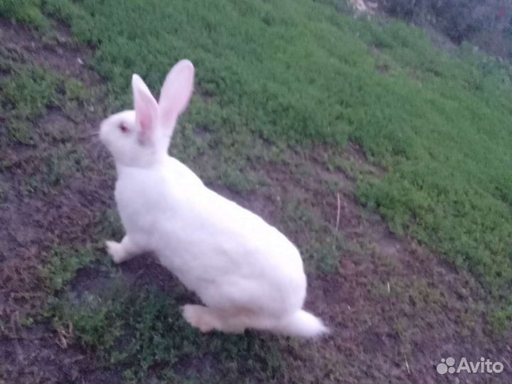 Крольчата