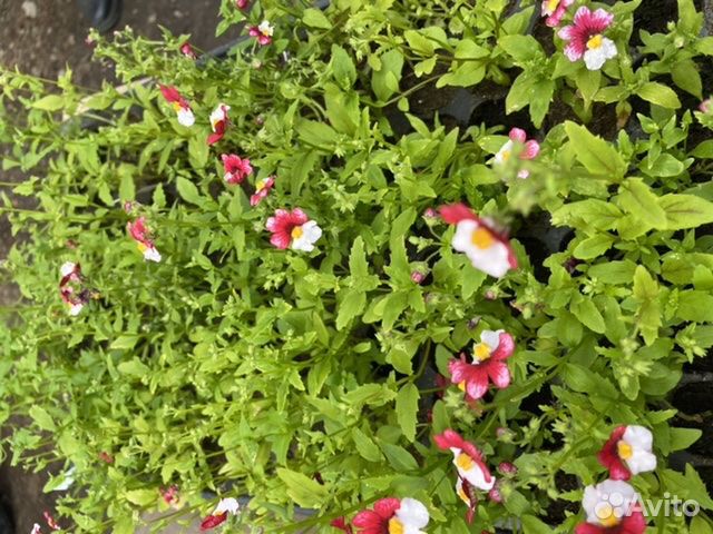 Рассада немезии, ампельной лобелии, брахикомы