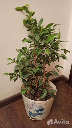 Фикусы Диверсифолия, Наташа, Пумила, Али, Барок