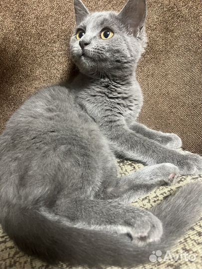 Молодая кошечка бесплатно