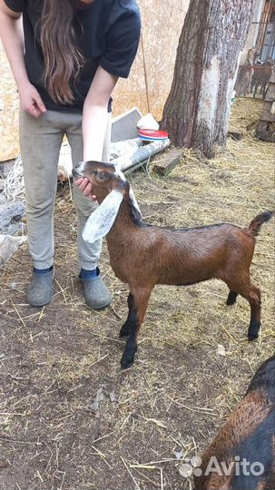 Дойные козы и козочки