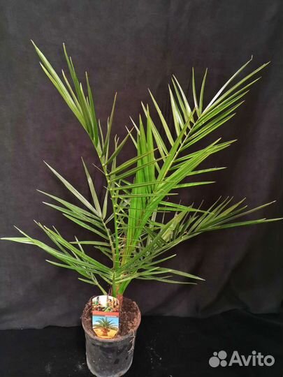 Пальма финиковая 15/85