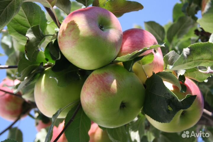 Саженцы яблони и груши и другие