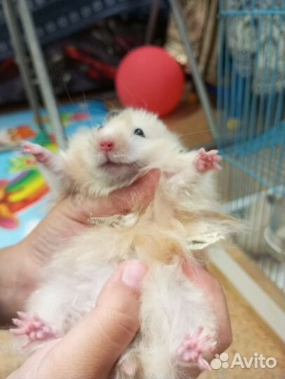 Сирийский хомяк с клеткой