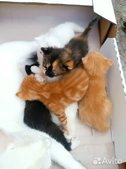 Отдам В добрые руки