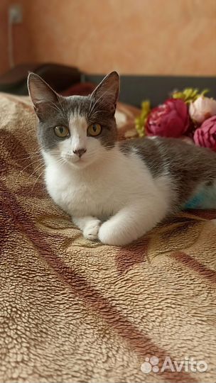 Молодая кошечка в добрые руки