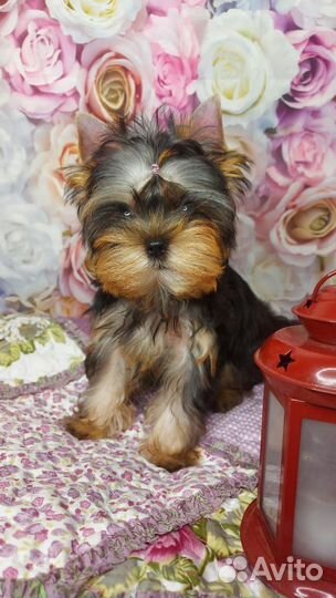 Йоркширский терьер