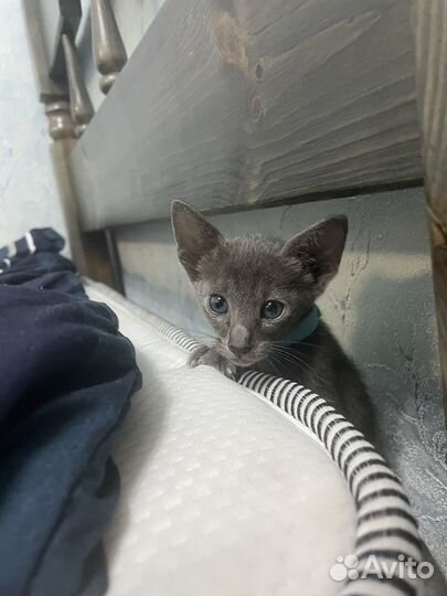 Ориентальные котята