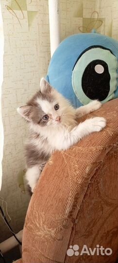 Котенок в добрые руки