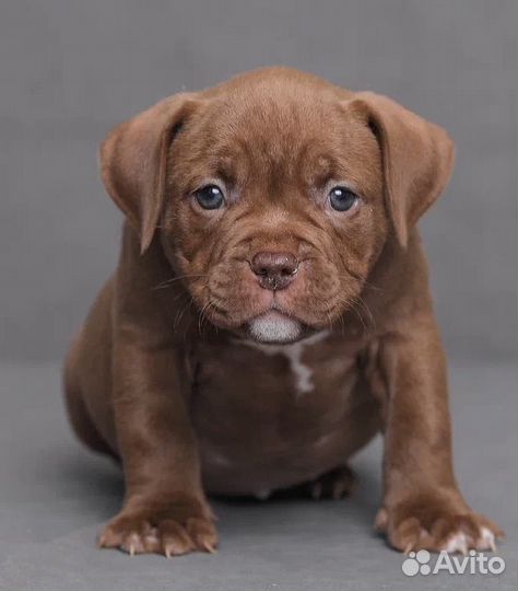 Щенки американский булли