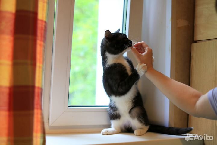 Котик 1 год, в добрые руки