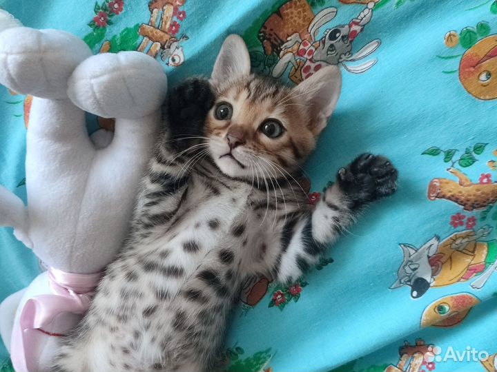 Бенгальская